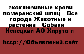 эксклюзивные крови-померанский шпиц - Все города Животные и растения » Собаки   . Ненецкий АО,Харута п.